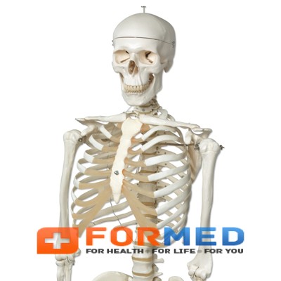 Стандартна модель скелета людини «Стен»