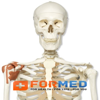 Модель скелета людини «Лео» із суглобовими звязками