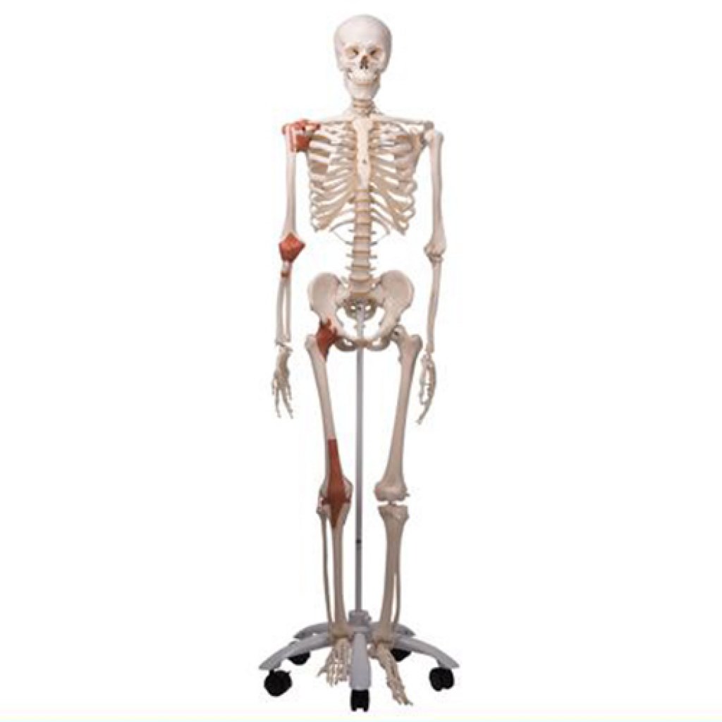 Модель скелета людини «Лео» із суглобовими звязками