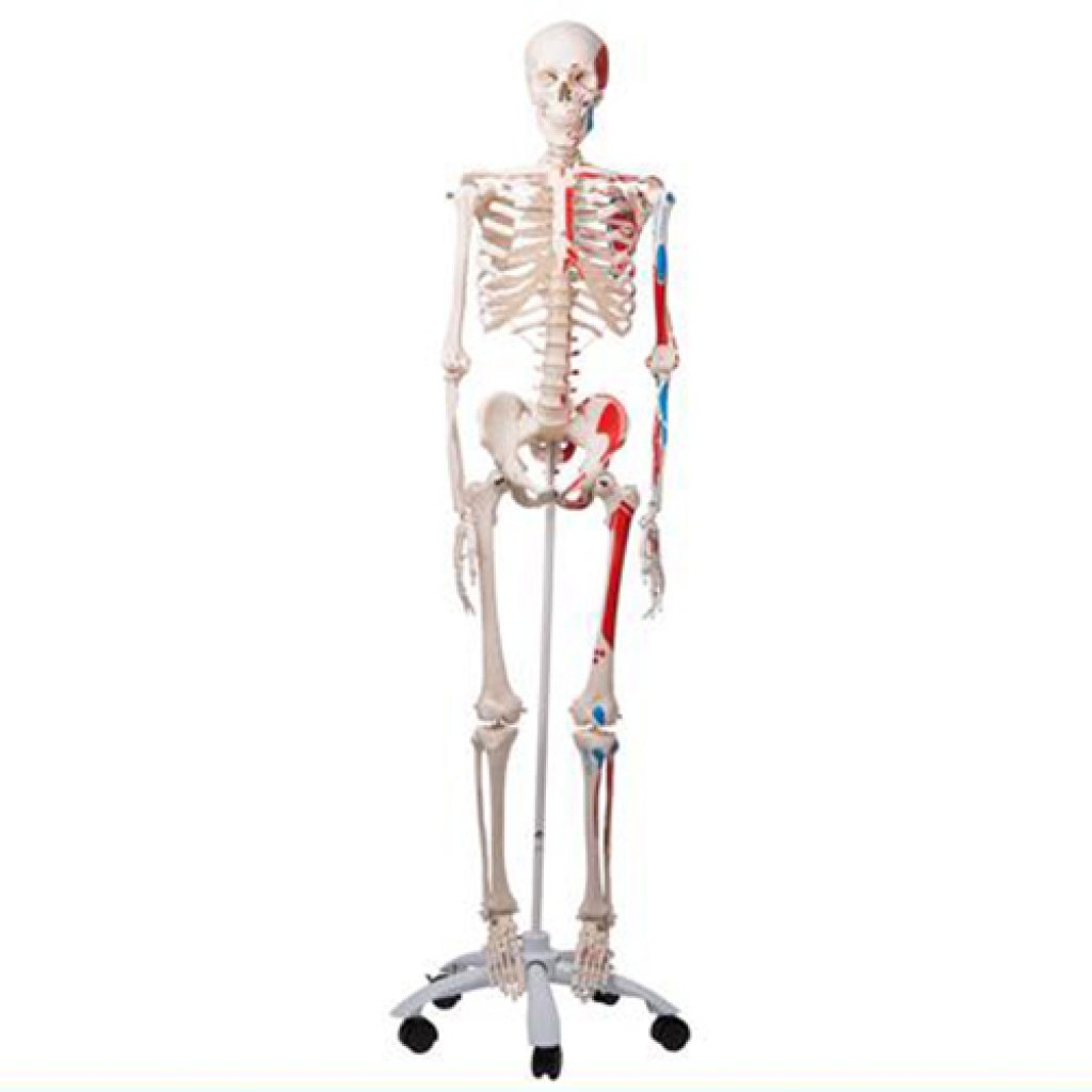 Модель скелета людини "Макс". Скелет із мязами